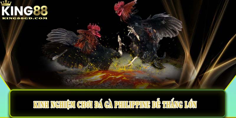 Kinh nghiệm chơi đá gà Philippine dễ thắng lớn