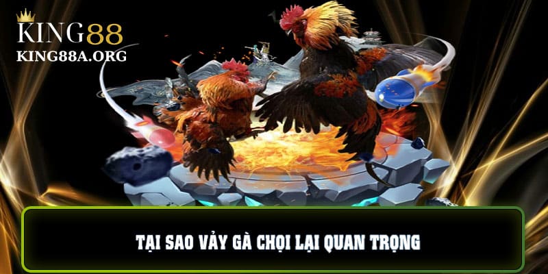 Tại sao vảy gà chọi lại quan trọng