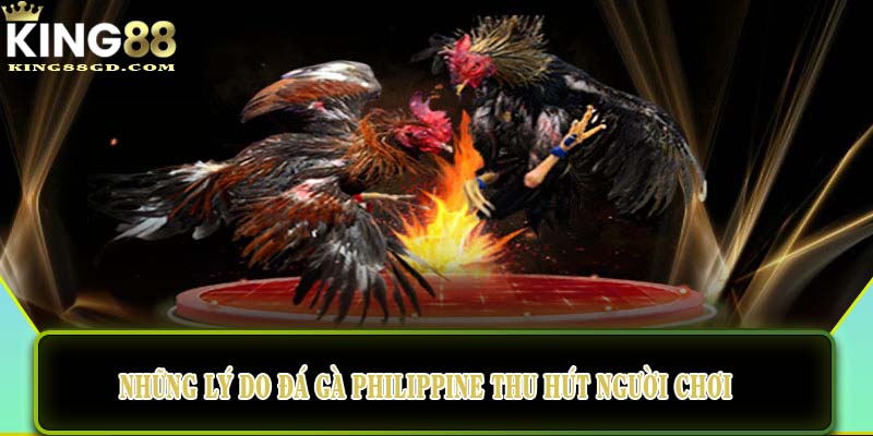 Những lý do đá gà philippine thu hút người chơi