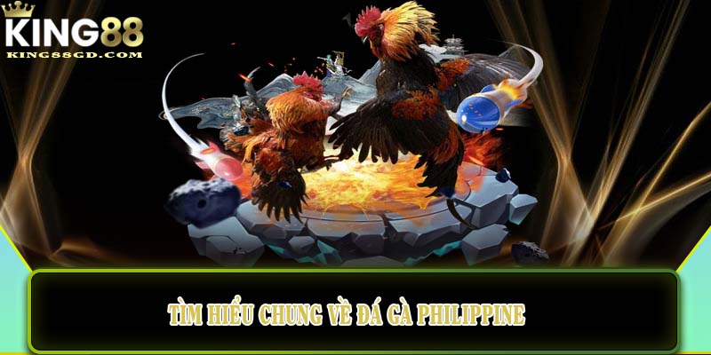 Tìm hiểu chung về đá gà philippine